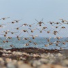 Jespak rezavy - Calidris canutus - Red Knot 1324